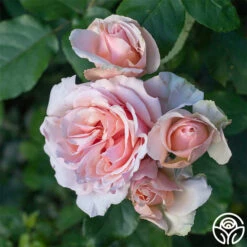 Mother Of Pearl® -Heirloom Roses Mother of Pearl 12