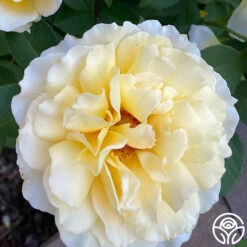 My Best Friend™ -Heirloom Roses My Best Friend 04