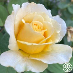 My Best Friend™ -Heirloom Roses My Best Friend 05