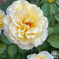 My Best Friend™ -Heirloom Roses My best Friend 01