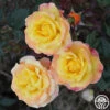 Night Light® -Heirloom Roses NIght Light 11