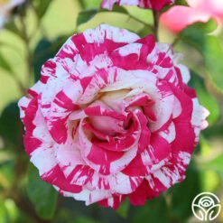 Neil Diamond -Heirloom Roses Neil Diamond 11