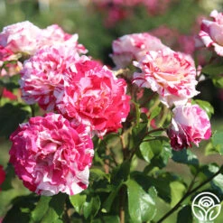 Neil Diamond -Heirloom Roses Neil Diamond 12