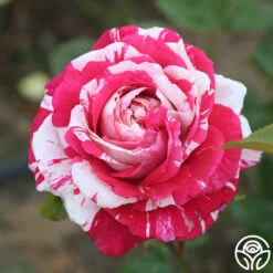 Neil Diamond -Heirloom Roses Neil Diamond 15