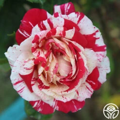 Neil Diamond -Heirloom Roses Neil Diamond 18