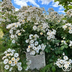 Never Forget Rose® -Heirloom Roses Never Forget 1