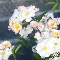 Never Forget Rose® -Heirloom Roses Never Forget 12