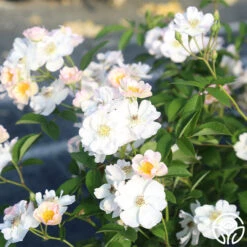 Never Forget Rose® -Heirloom Roses Never Forget 13