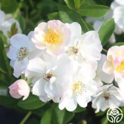 Never Forget Rose® -Heirloom Roses Never Forget 18