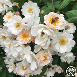 Never Forget Rose® -Heirloom Roses Never Forget 2