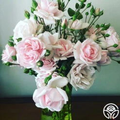 New Dawn™ -Heirloom Roses New Dawn 102