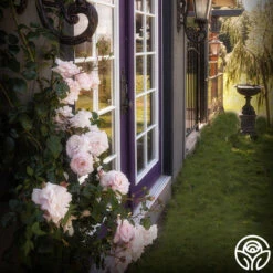 New Dawn™ -Heirloom Roses New Dawn 102 a4aea1ab f5ec 482d 9117 d1f76b446269