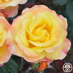 Night Light® 10 Night Light® -Heirloom Roses Night Light 14