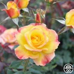 Night Light® 13 Night Light® -Heirloom Roses Night Light 15