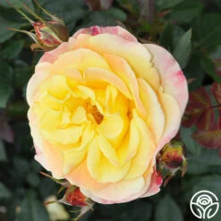 Night Light® 11 Night Light® -Heirloom Roses Night Light 18