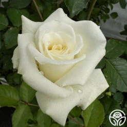 Nona -Heirloom Roses Nona 3