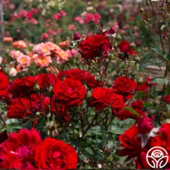 Oh My!™ -Heirloom Roses Oh My 13