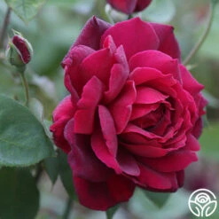 Oklahoma -Heirloom Roses Oklahoma 15