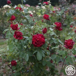 Oklahoma -Heirloom Roses Oklahoma 18