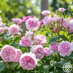 Olivia Rose Austin 14 Olivia Rose Austin -Heirloom Roses Olivia Rose Austin 03