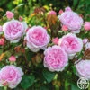Olivia Rose Austin -Heirloom Roses Olivia Rose Austin 1