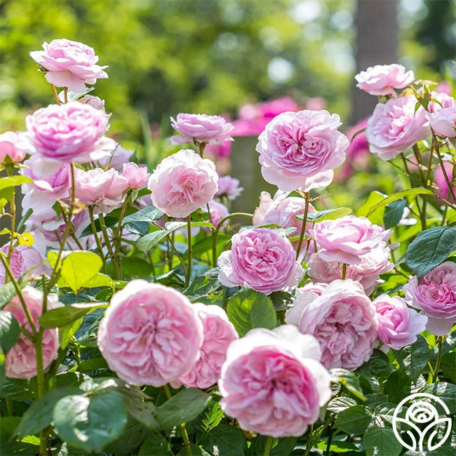 Olivia Rose Austin 6 Olivia Rose Austin - Image 4