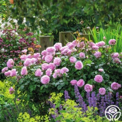 Olivia Rose Austin 18 Olivia Rose Austin -Heirloom Roses Olivia Rose Austin 6