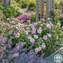 Olivia Rose Austin 19 Olivia Rose Austin -Heirloom Roses Olivia Rose Austin 7