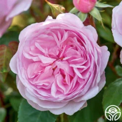 Olivia Rose Austin 16 Olivia Rose Austin -Heirloom Roses Olivia Rose Austin 8