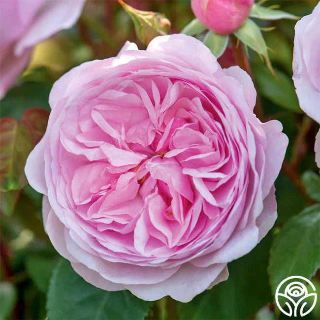 Olivia Rose Austin 7 Olivia Rose Austin - Image 5