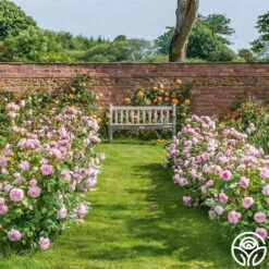 Olivia Rose Austin 21 Olivia Rose Austin -Heirloom Roses Olivia Rose Austin 9