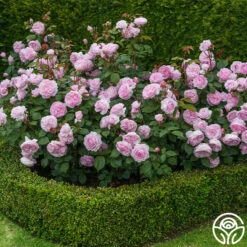 Olivia Rose Austin 20 Olivia Rose Austin -Heirloom Roses Olivia Rose Austin 01