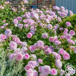 New Release -Heirloom Roses Olivia Rose Austin 012