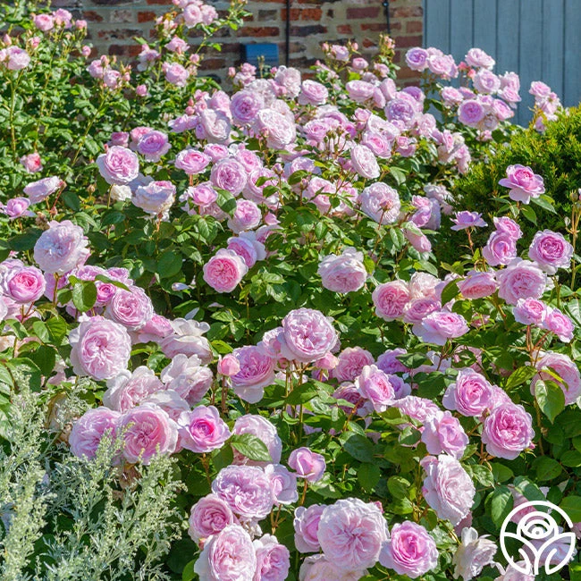 Olivia Rose Austin 4 Olivia Rose Austin - Image 2