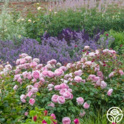 Olivia Rose Austin 17 Olivia Rose Austin -Heirloom Roses Olivia Rose Austin 015