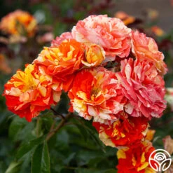 Oranges 'n' Lemons -Heirloom Roses Oranges N Lemons 15