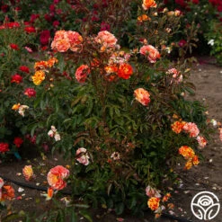 Oranges 'n' Lemons -Heirloom Roses Oranges N Lemons 16