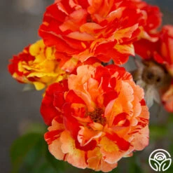 Oranges 'n' Lemons -Heirloom Roses Oranges N Lemons 18