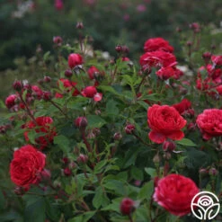 Out Of Rosenheim™ -Heirloom Roses Out Of Rosenheim 12