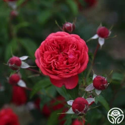 Out Of Rosenheim™ -Heirloom Roses Out Of Rosenheim 14