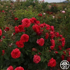 Out Of Rosenheim™ -Heirloom Roses Out Of Rosenheim 15