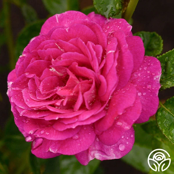 Outta The Blue 4 Outta The Blue - Image 2