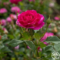 Outta The Blue 15 Outta The Blue -Heirloom Roses Outta The Blue 12