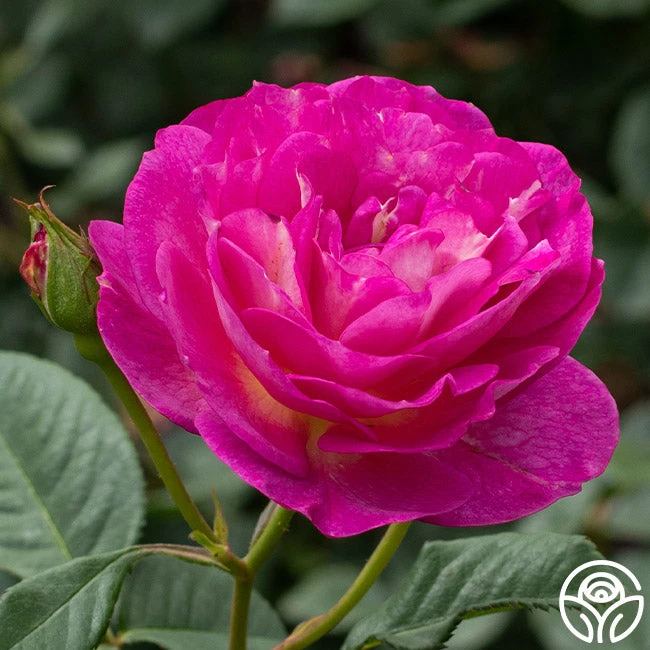 Outta The Blue 6 Outta The Blue - Image 4