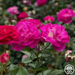 Outta The Blue 14 Outta The Blue -Heirloom Roses Outta The Blue 14