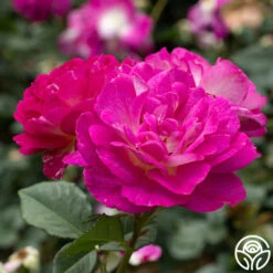 Outta The Blue 12 Outta The Blue -Heirloom Roses Outta The Blue 15