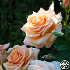 Over The Moon™ 14 Over The Moon™ -Heirloom Roses Over The Moon 14