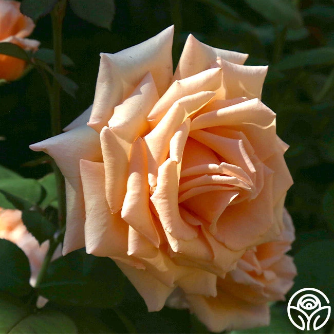 Over The Moon™ 8 Over The Moon™ - Image 6