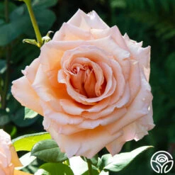 Over The Moon™ 13 Over The Moon™ -Heirloom Roses Over the Moon 13