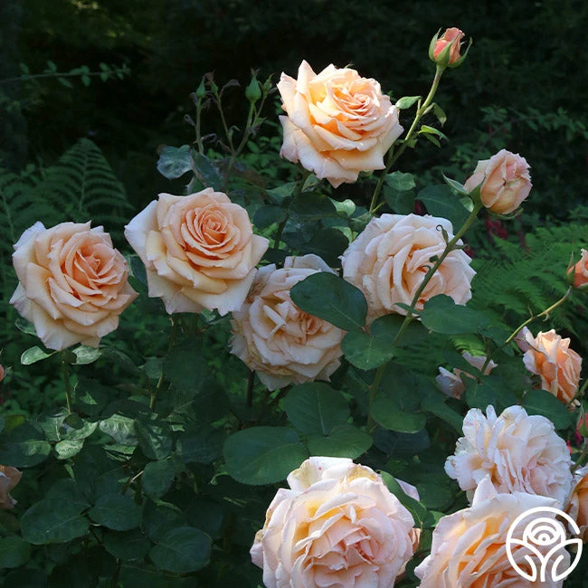 Over The Moon™ 7 Over The Moon™ - Image 5